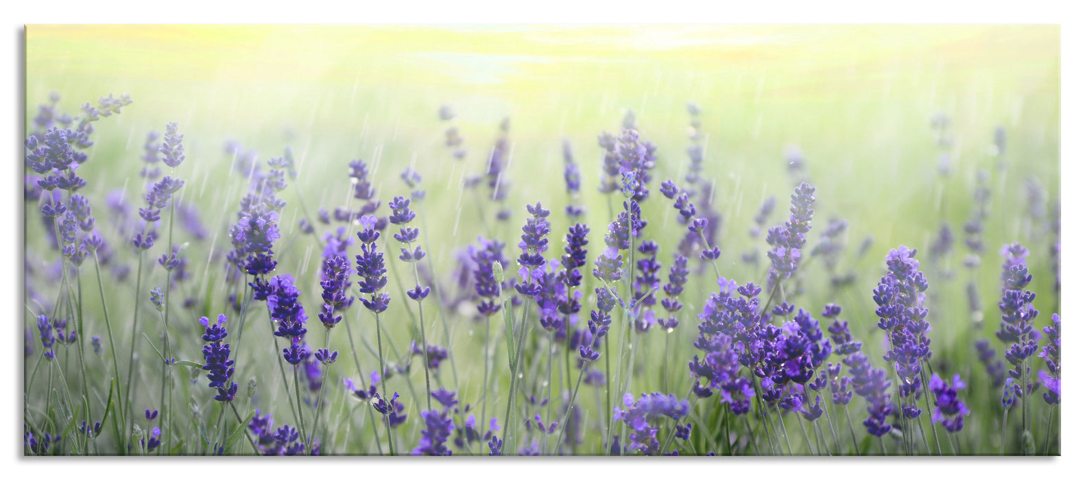 Pixxprint Schöner Lavendel im Regen, Glasbild Panorama