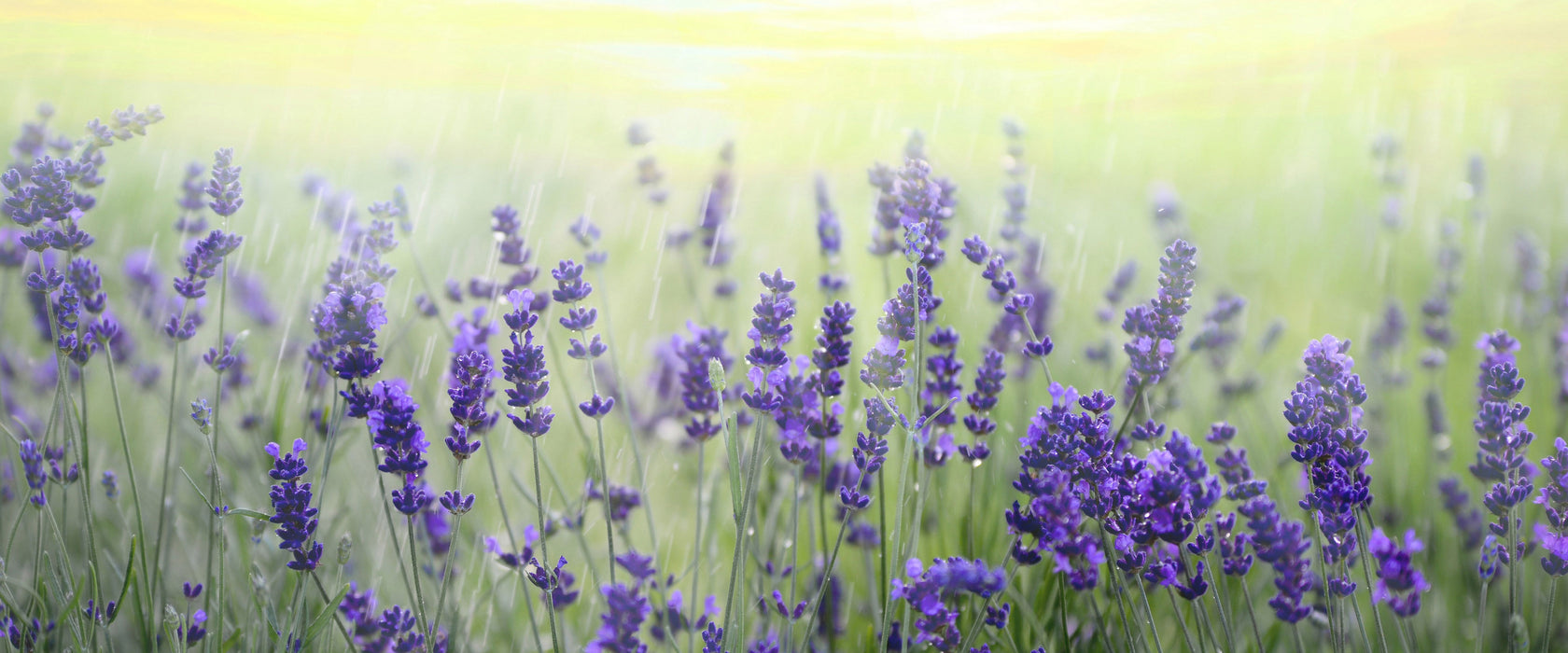 Schöner Lavendel im Regen, Glasbild Panorama