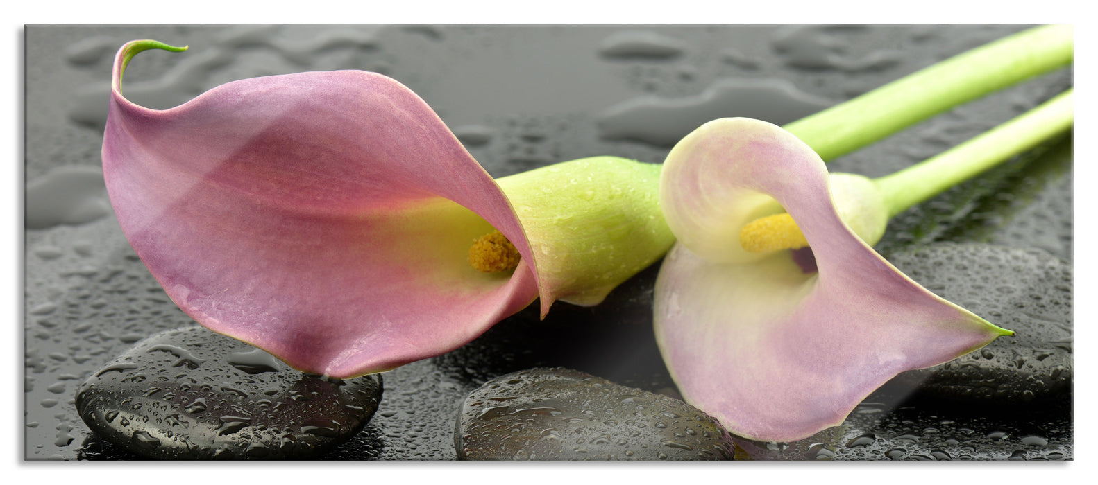 Pixxprint Rosa Callas im Regen, Glasbild Panorama