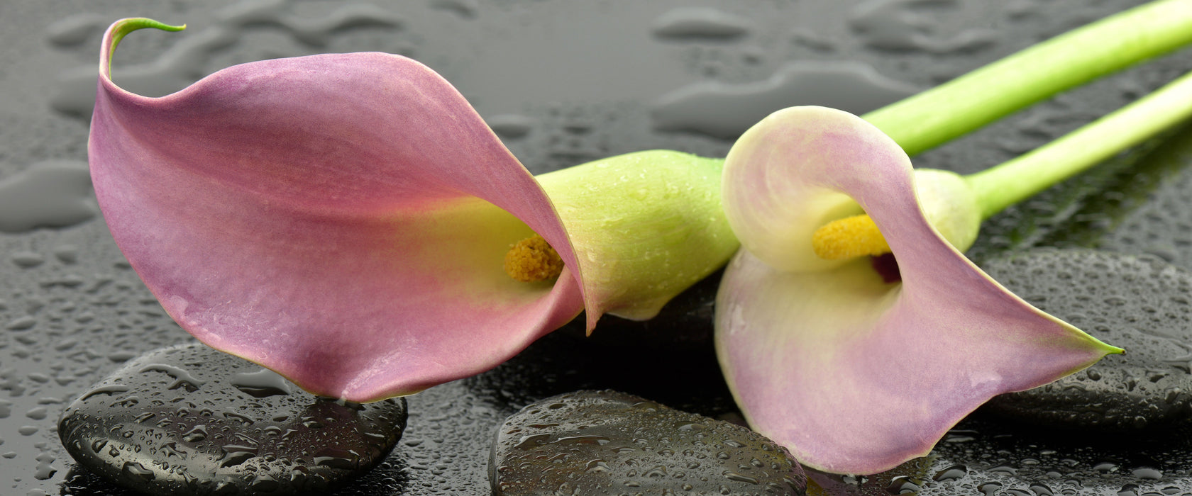 Rosa Callas im Regen, Glasbild Panorama