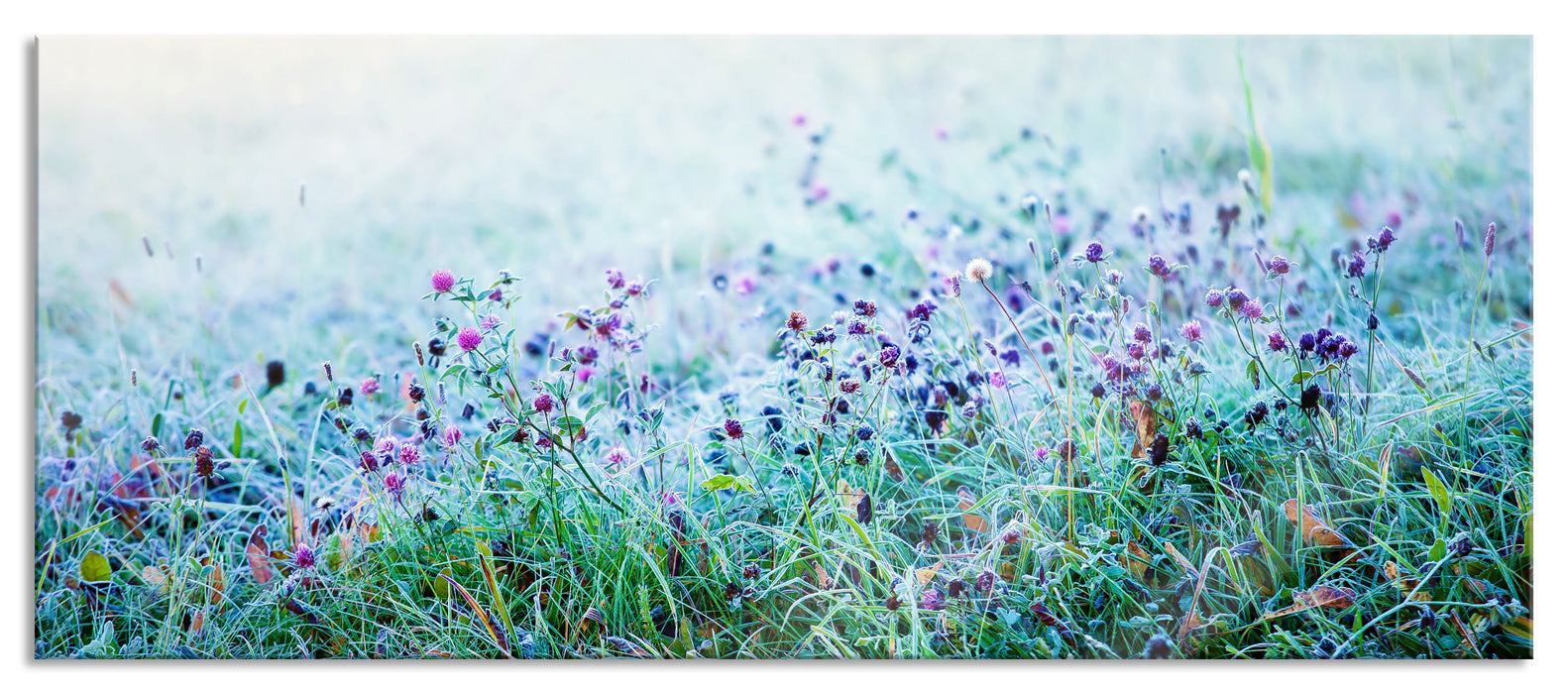 Pixxprint Lila Distel Feld im Retro Look, Glasbild Panorama