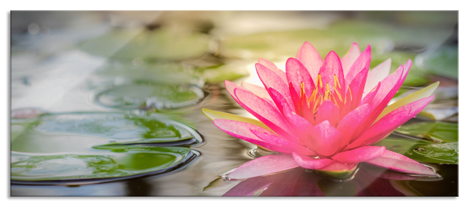 Pixxprint Anmutige Seerose mit Blättern, Glasbild Panorama