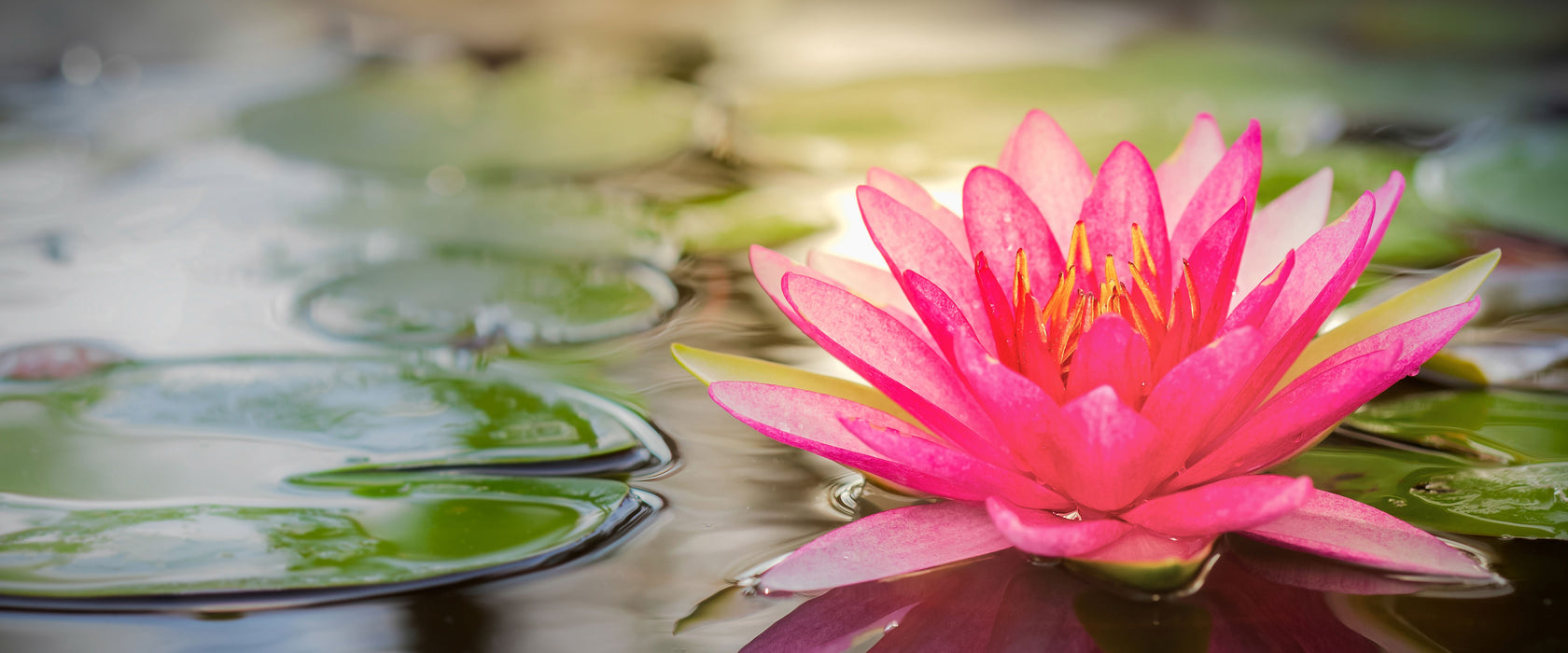 Anmutige Seerose mit Blättern, Glasbild Panorama