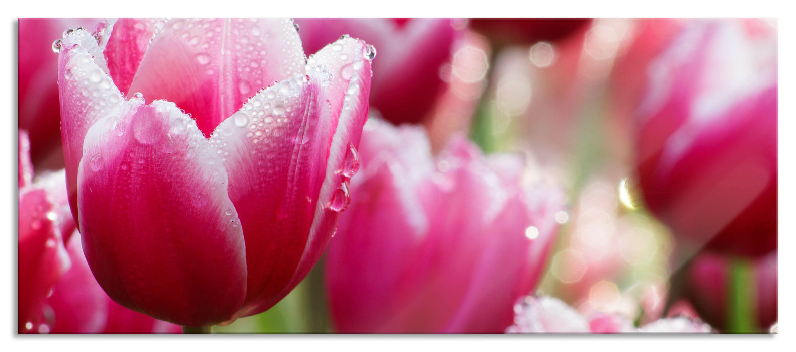 Pixxprint Tulpen mit Morgentau, Glasbild Panorama