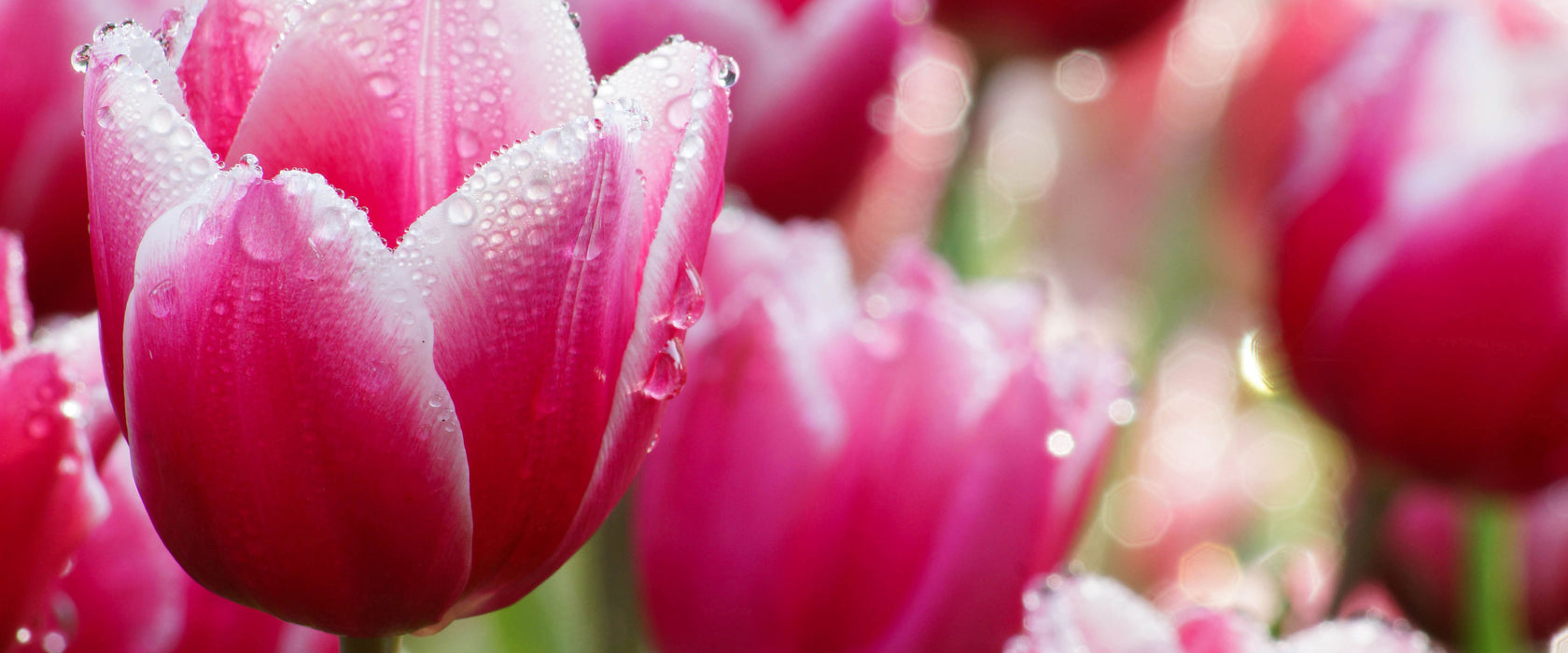 Tulpen mit Morgentau, Glasbild Panorama