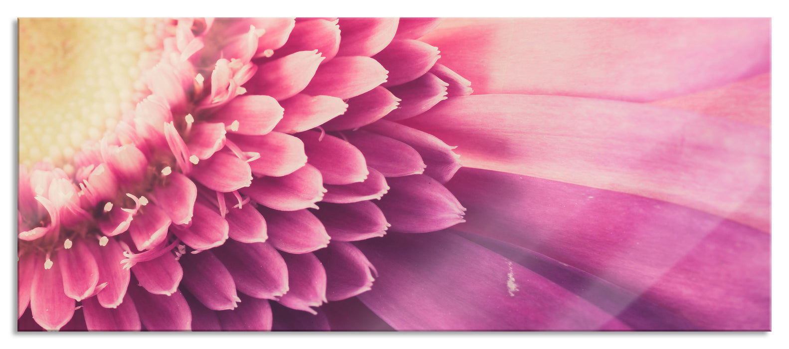 Pixxprint Wunderschöne Gerbera Blüte, Glasbild Panorama