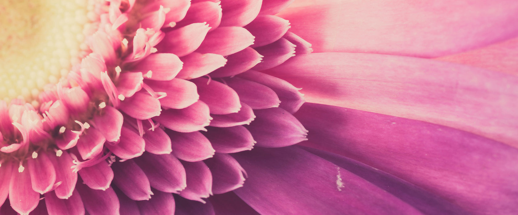 Wunderschöne Gerbera Blüte, Glasbild Panorama