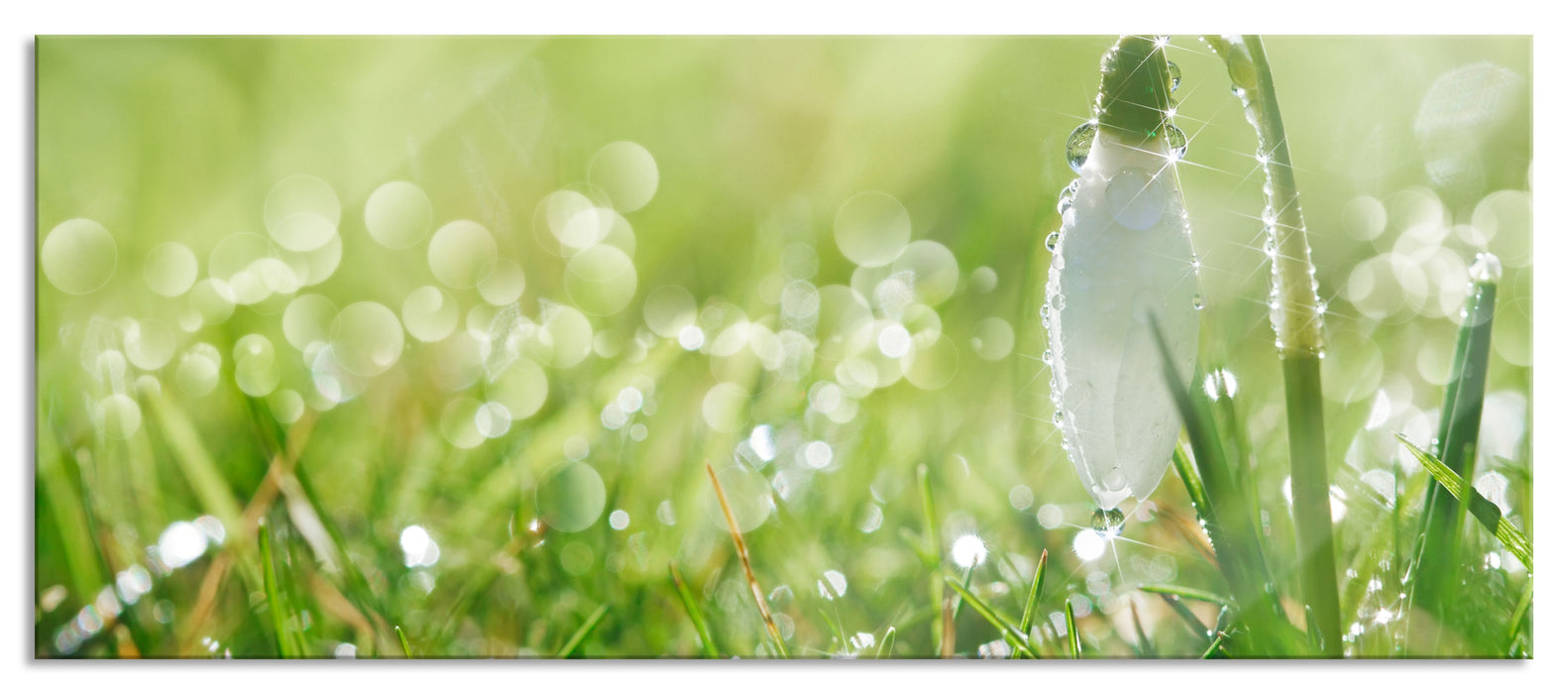 Pixxprint Schneeglöckchen auf Frühlingswiese, Glasbild Panorama