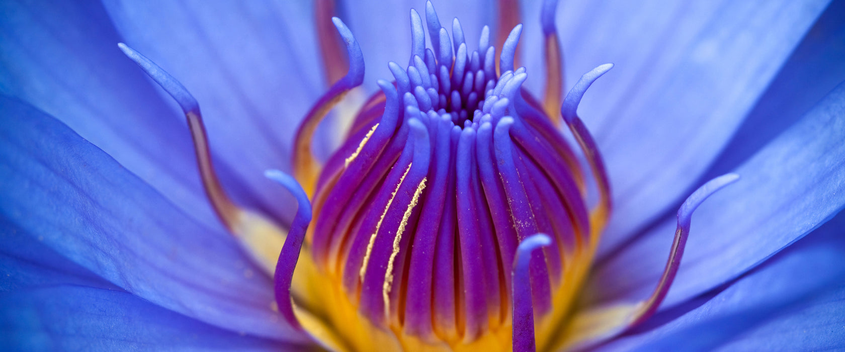 Exotische Lila Blüte, Glasbild Panorama