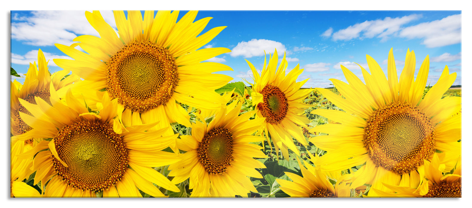 Pixxprint Sonnenblumenwiese unter Himmel, Glasbild Panorama