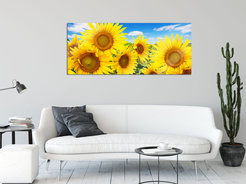 Sonnenblumenwiese unter Himmel, Glasbild Panorama