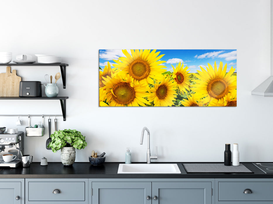 Sonnenblumenwiese unter Himmel, Glasbild Panorama