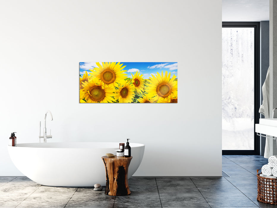 Sonnenblumenwiese unter Himmel, Glasbild Panorama