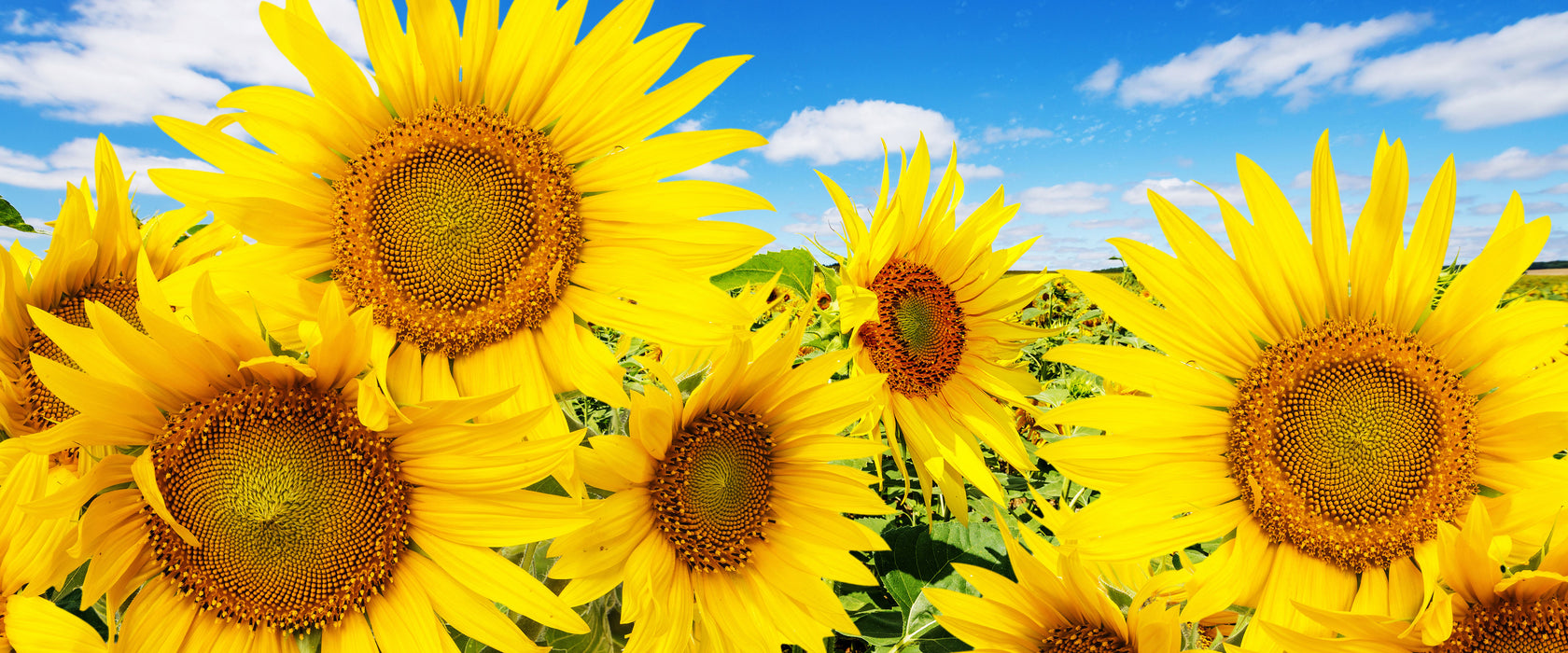 Sonnenblumenwiese unter Himmel, Glasbild Panorama