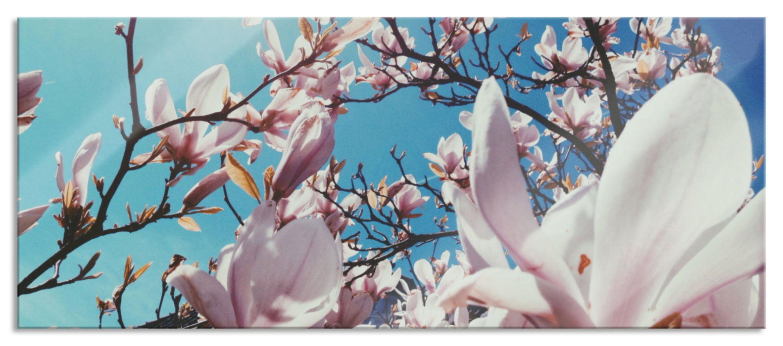 Pixxprint Zarte Rosa Magnolie Blüten, Glasbild Panorama