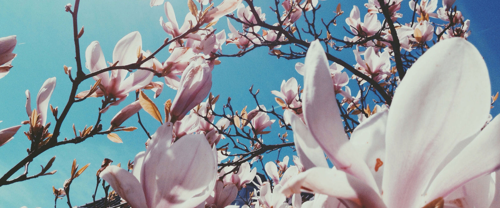 Zarte Rosa Magnolie Blüten, Glasbild Panorama