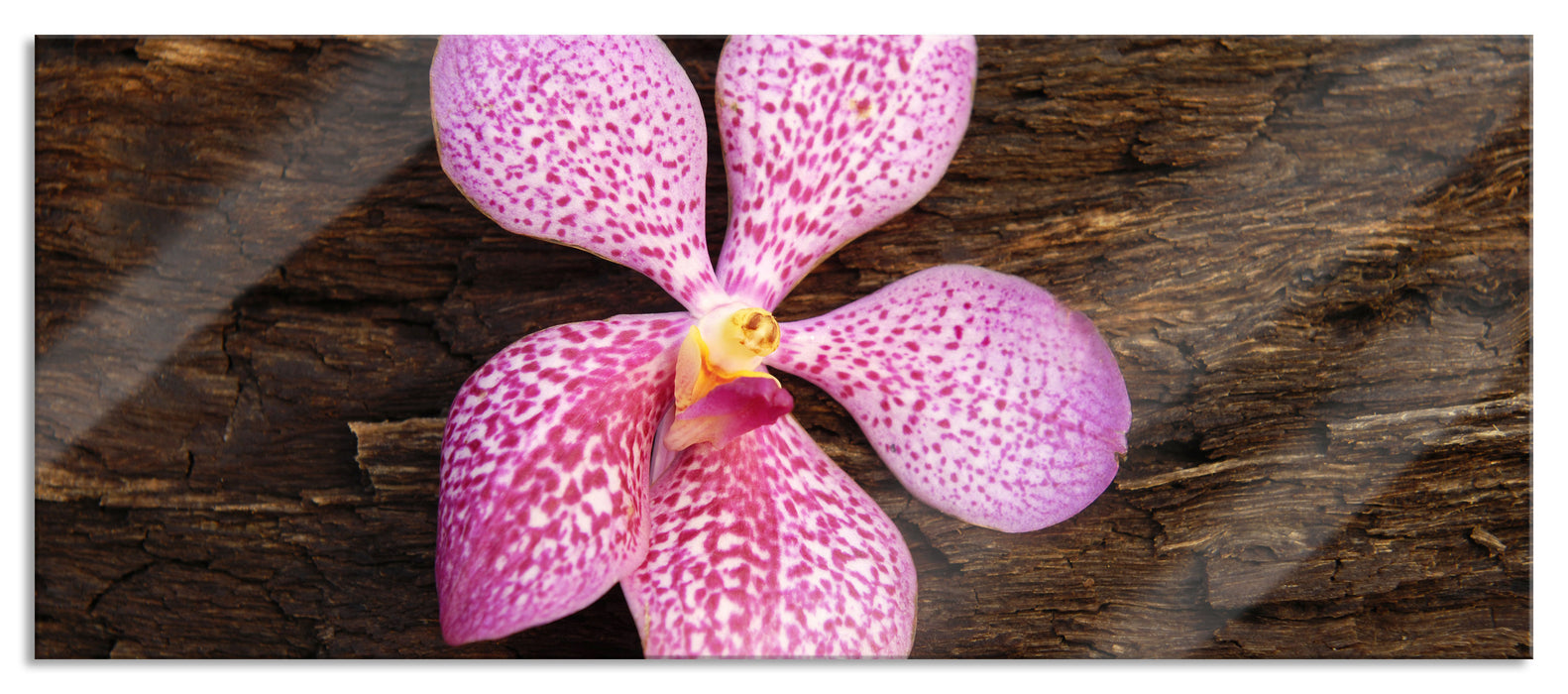 Pixxprint Orchidee Blüte auf Rinde, Glasbild Panorama