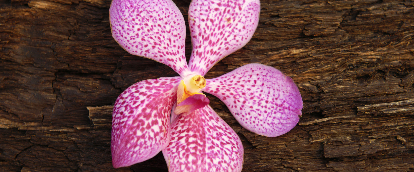 Orchidee Blüte auf Rinde, Glasbild Panorama