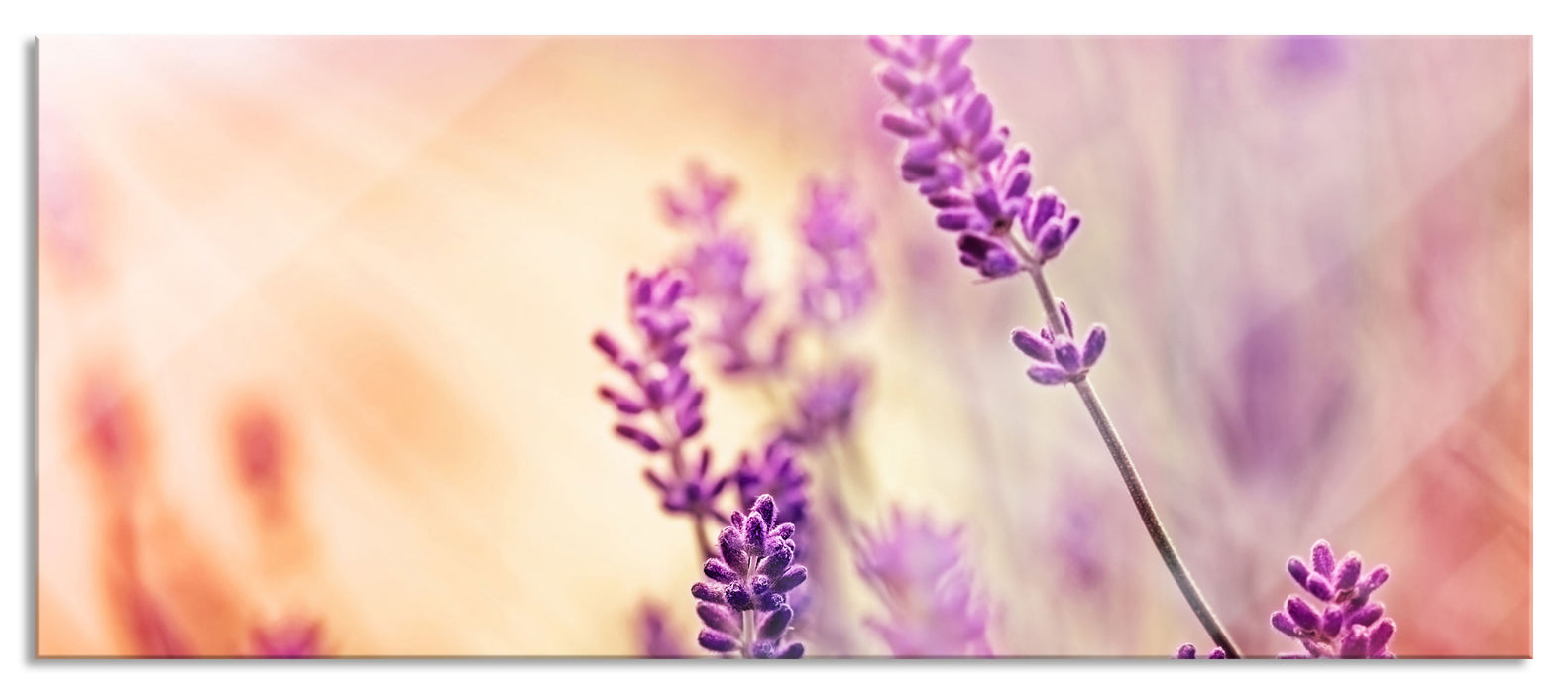 Pixxprint Eleganter Lavendel, Glasbild Panorama