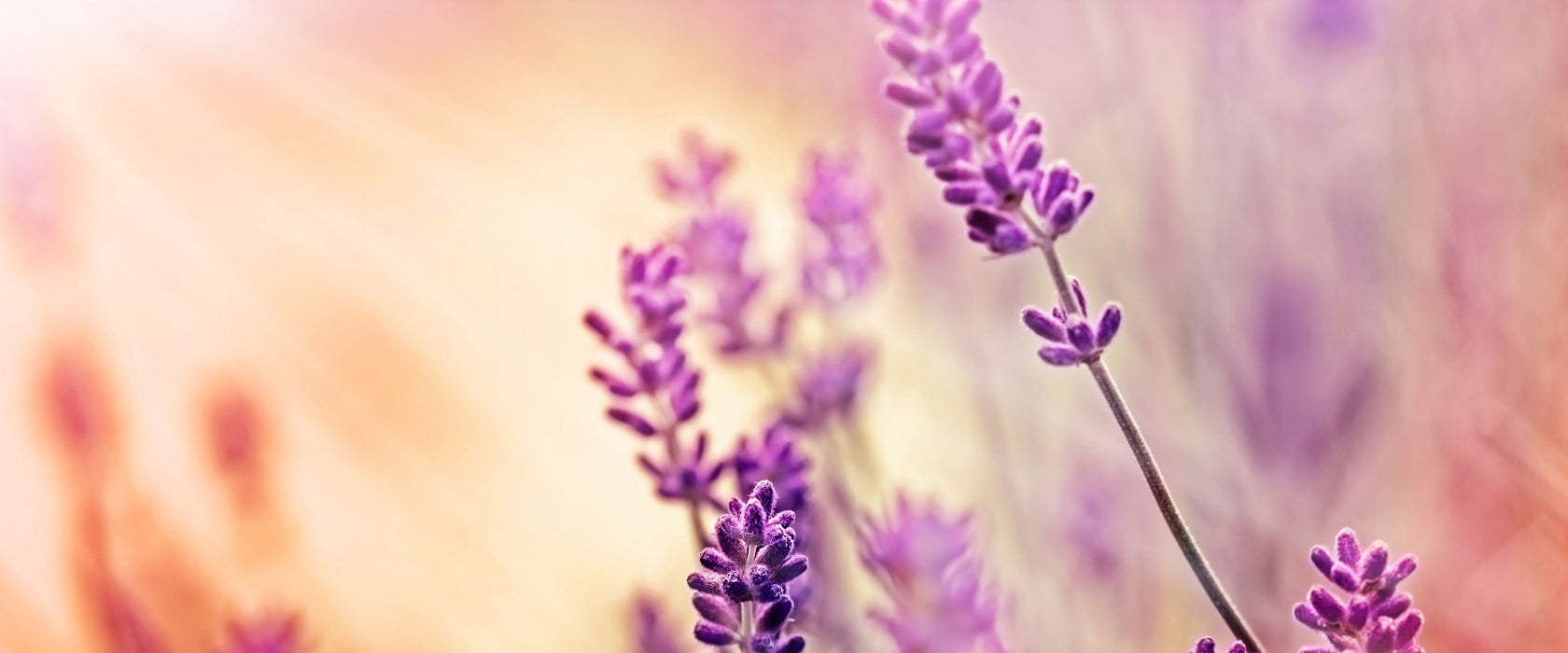 Eleganter Lavendel, Glasbild Panorama