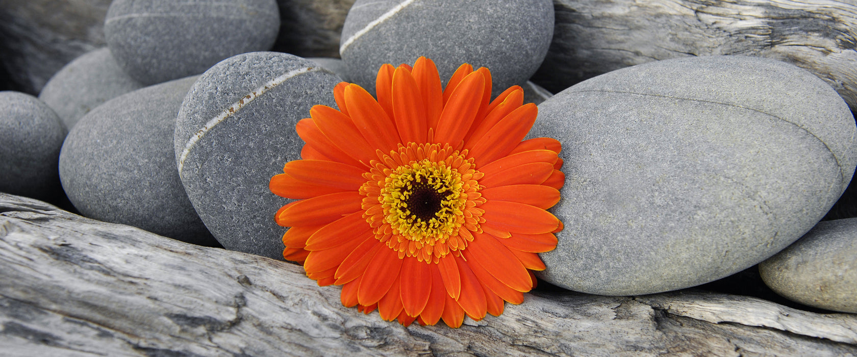 Gerbera zwischen Zen Steinen, Glasbild Panorama