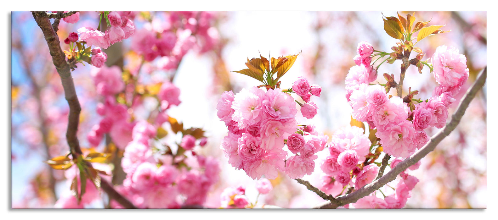 Pixxprint Schöne Kirschblüten, Glasbild Panorama