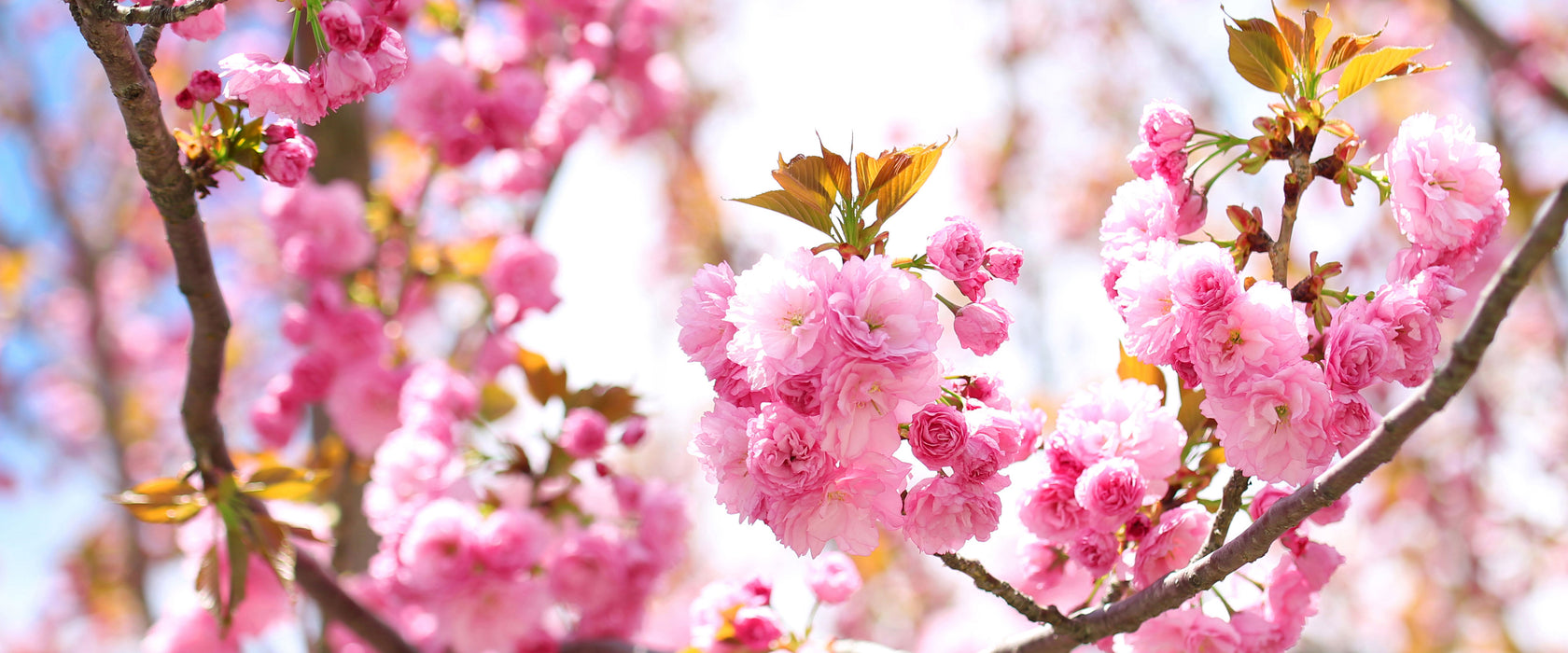 Schöne Kirschblüten, Glasbild Panorama