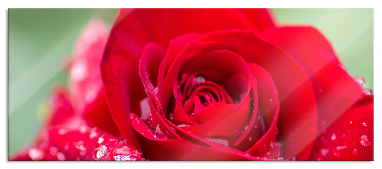 Pixxprint Rose mit Wassertropfen, Glasbild Panorama