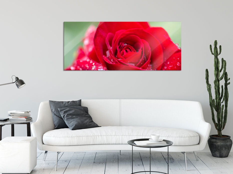 Rose mit Wassertropfen, Glasbild Panorama