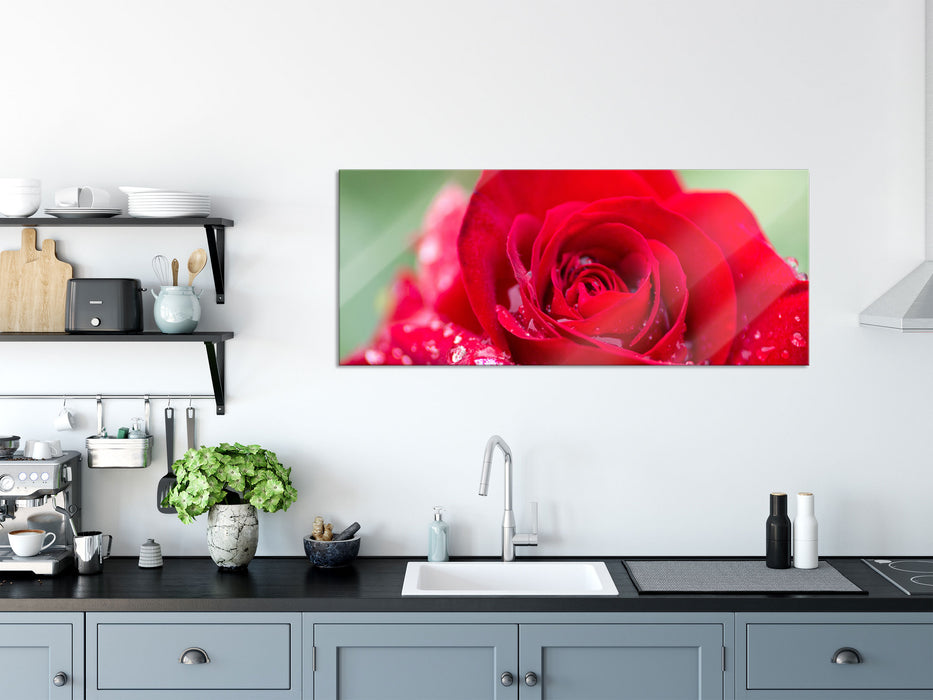 Rose mit Wassertropfen, Glasbild Panorama