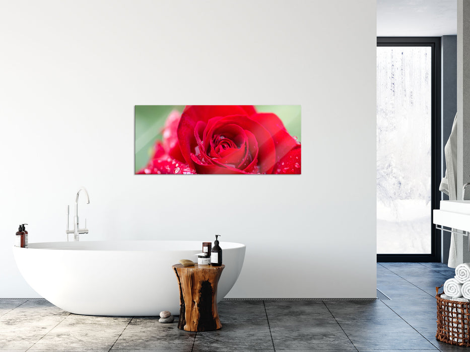 Rose mit Wassertropfen, Glasbild Panorama