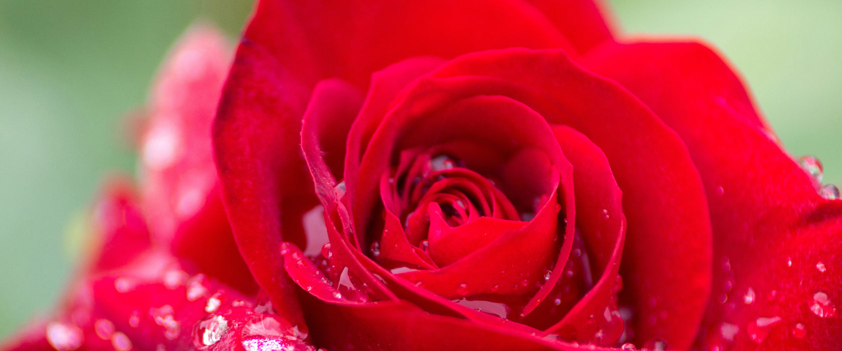 Rose mit Wassertropfen, Glasbild Panorama