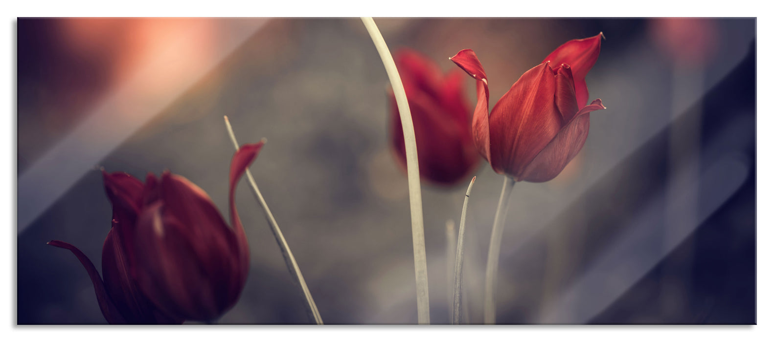 Pixxprint Tulpen im Abendlicht, Glasbild Panorama