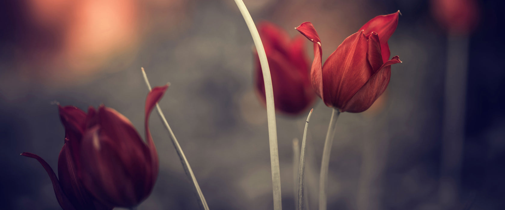 Tulpen im Abendlicht, Glasbild Panorama