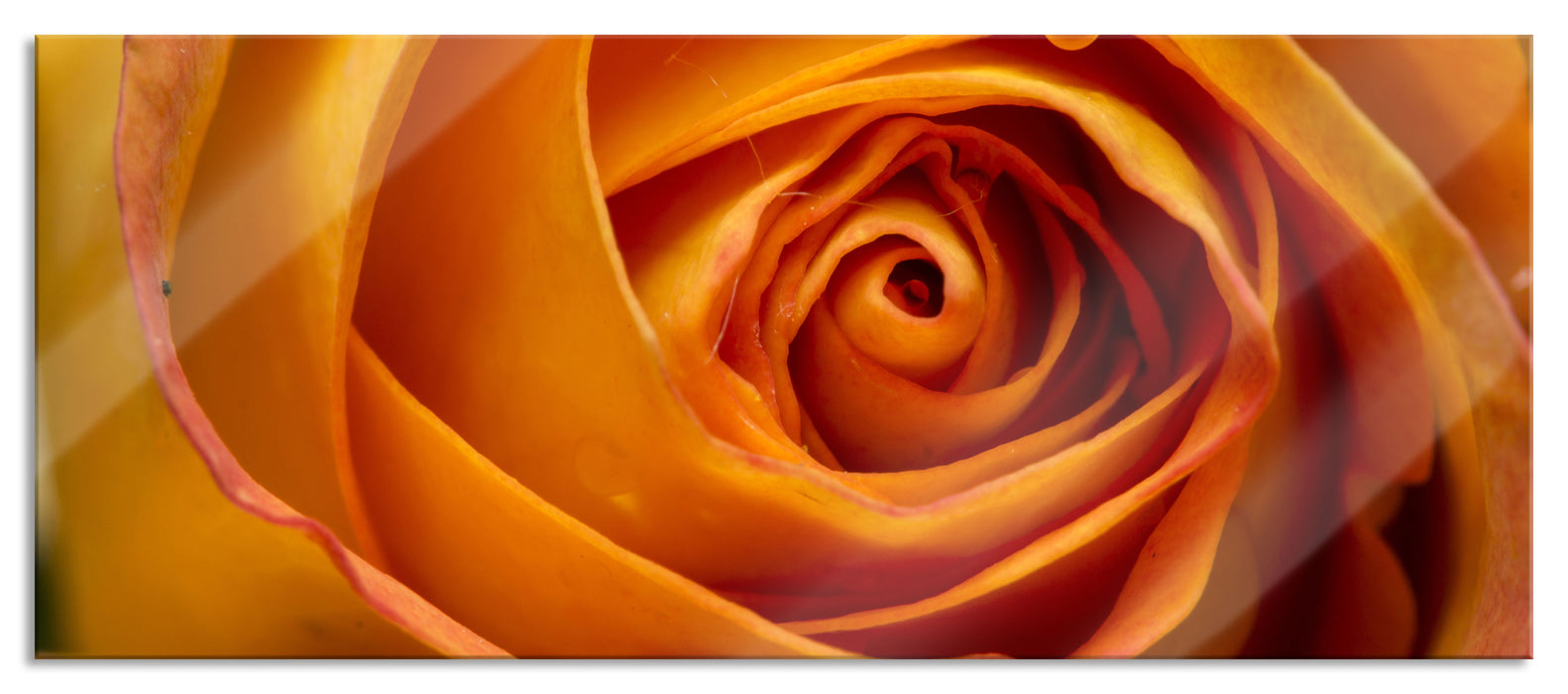 Pixxprint Anmutige gelbe geschlossene Rose, Glasbild Panorama