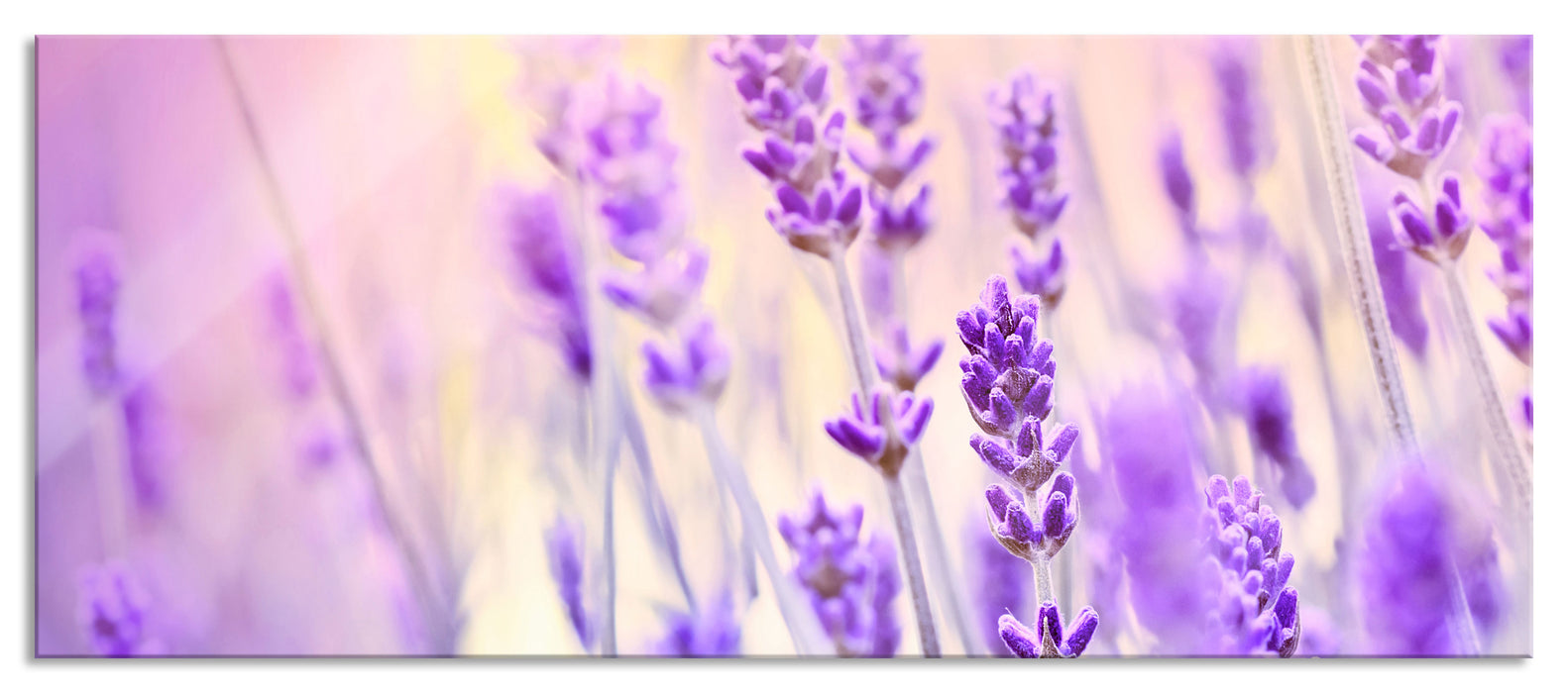 Pixxprint Lavendel im Retro Look, Glasbild Panorama