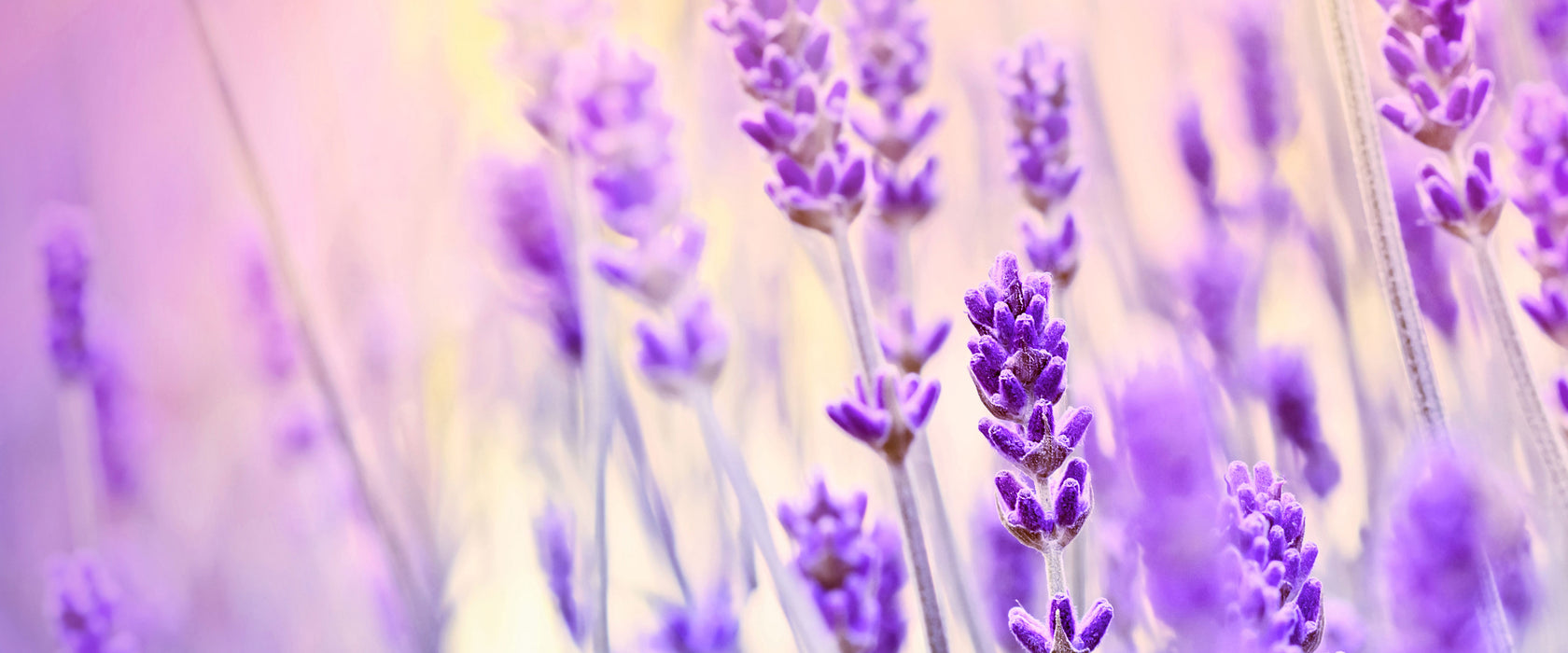 Lavendel im Retro Look, Glasbild Panorama