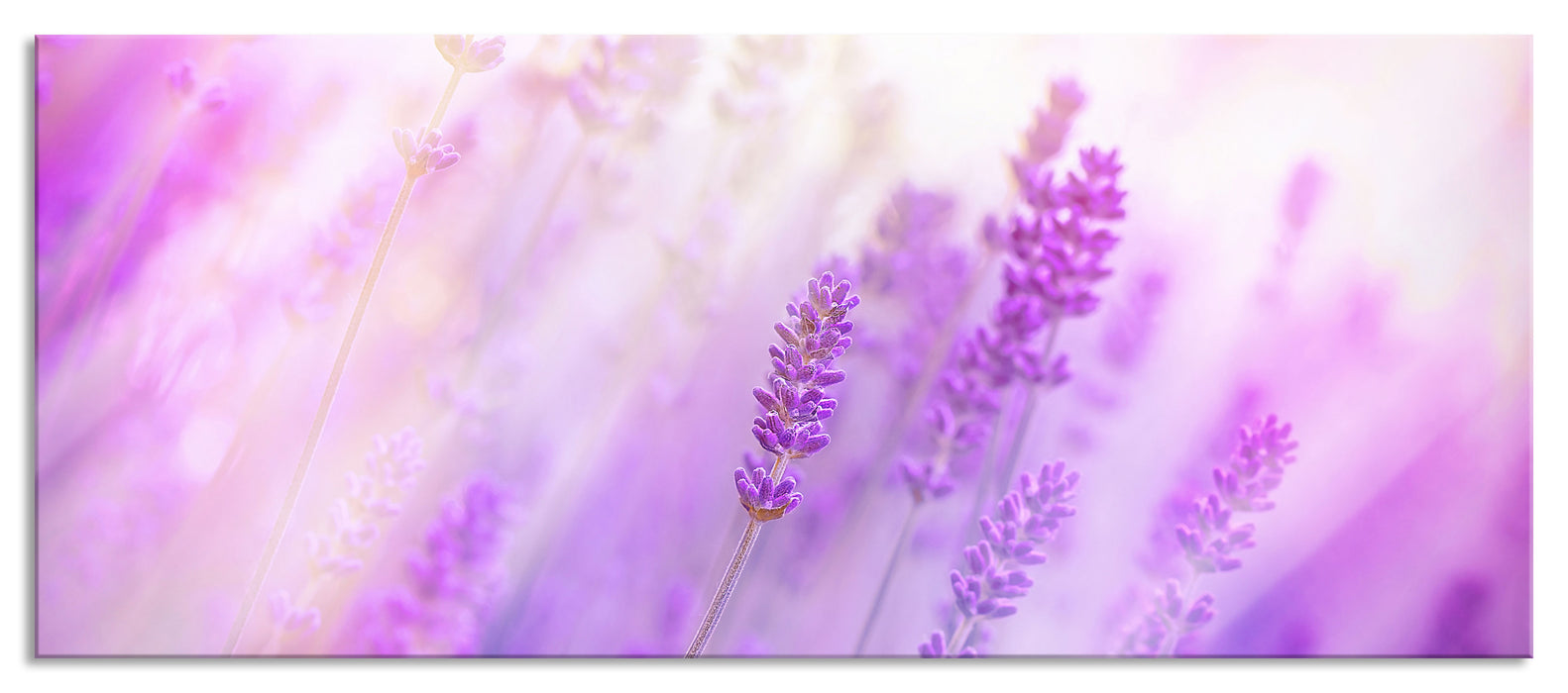 Pixxprint Schöner Lavendel im sanften Licht, Glasbild Panorama