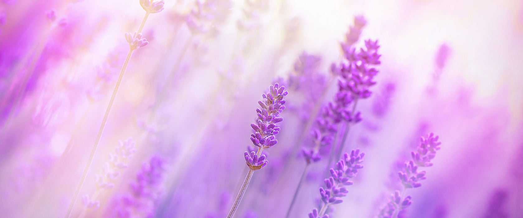 Schöner Lavendel im sanften Licht, Glasbild Panorama