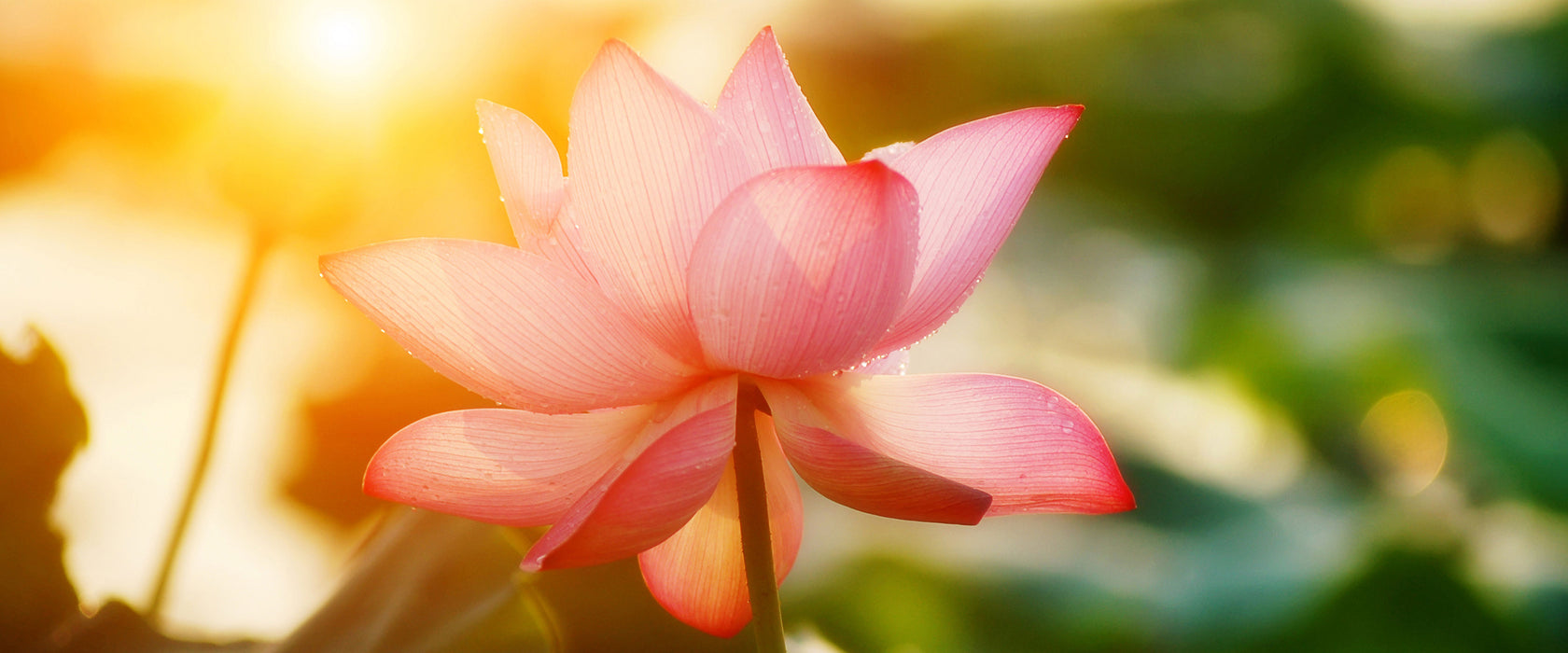 Lotus im Abendlicht, Glasbild Panorama