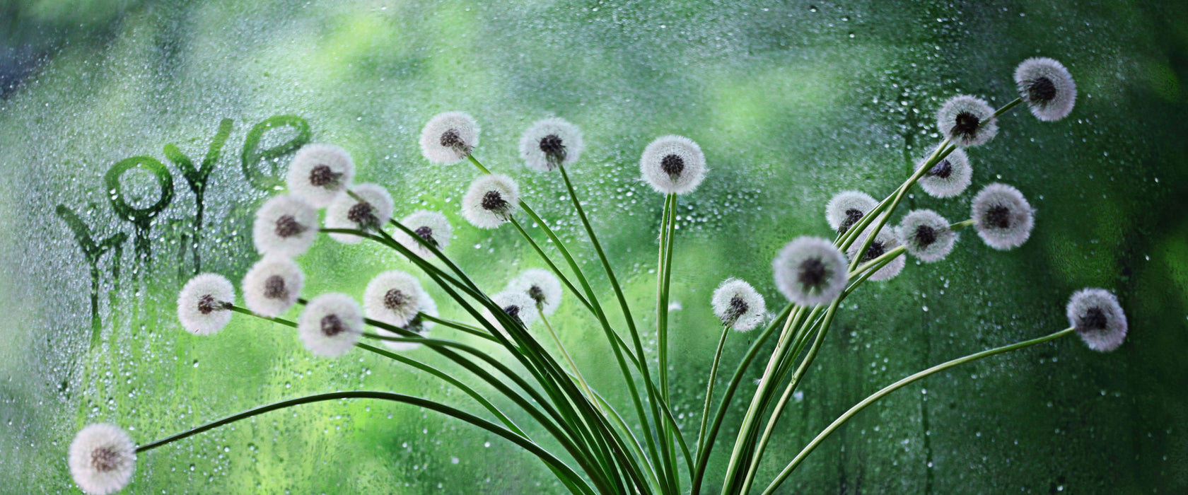 Pusteblumen am Fenster, Glasbild Panorama