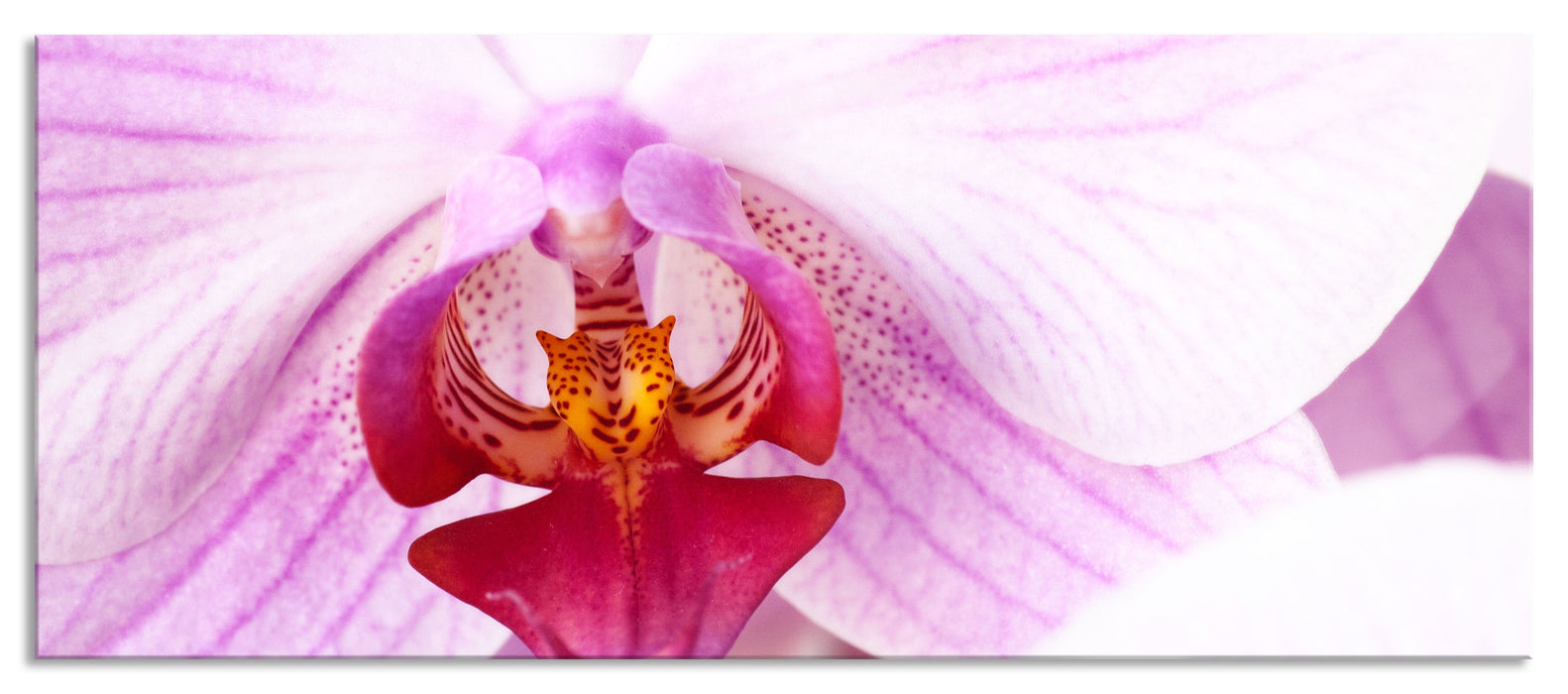 Pixxprint Prächtige Rosa Orchidee, Glasbild Panorama