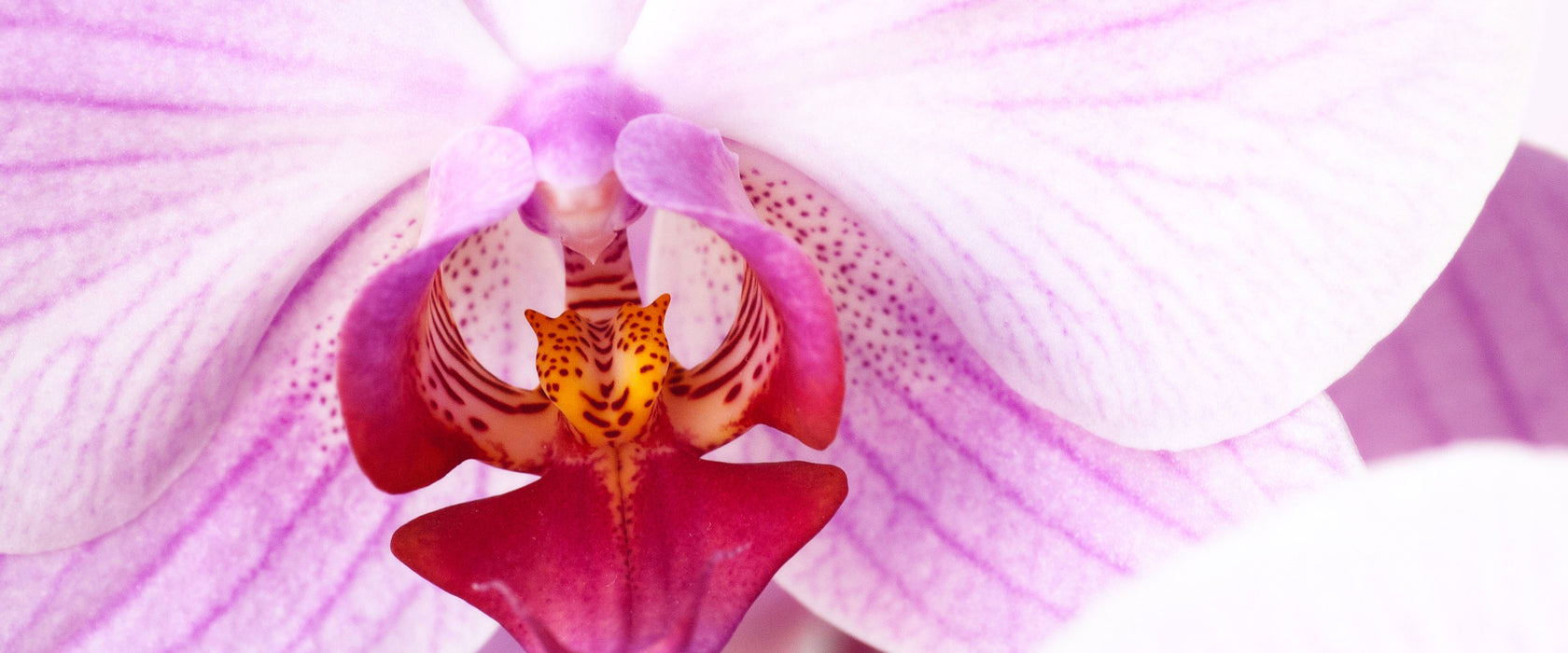 Prächtige Rosa Orchidee, Glasbild Panorama