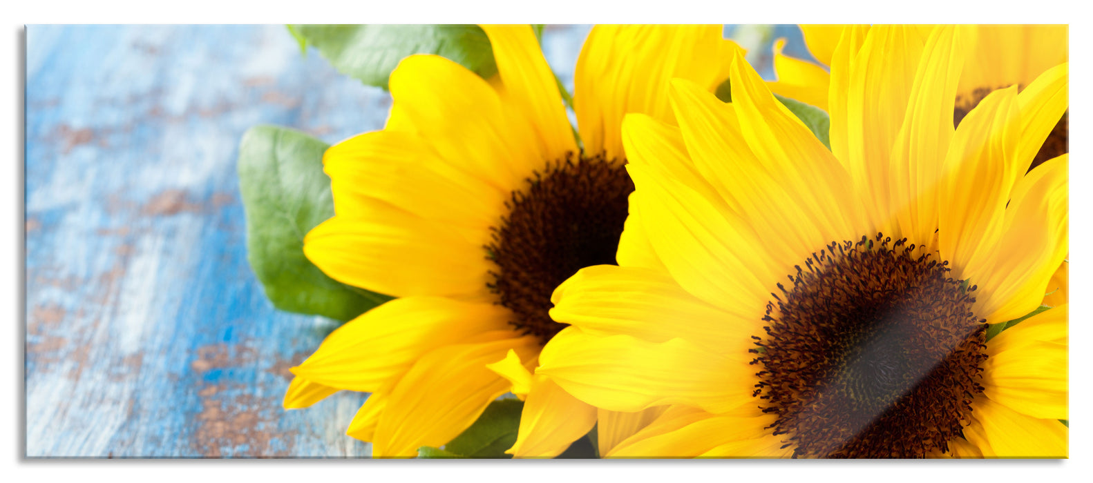 Pixxprint Sonnenblumen auf Holztisch, Glasbild Panorama