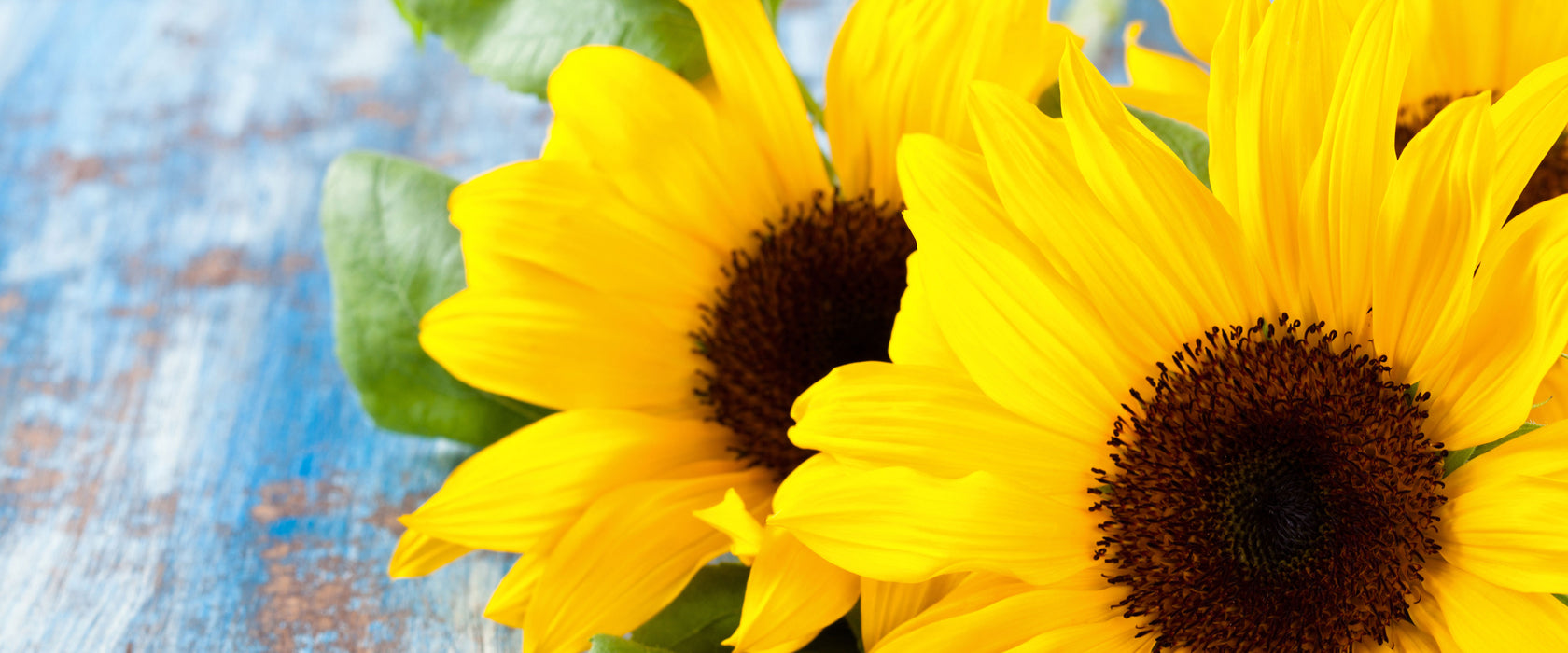 Sonnenblumen auf Holztisch, Glasbild Panorama