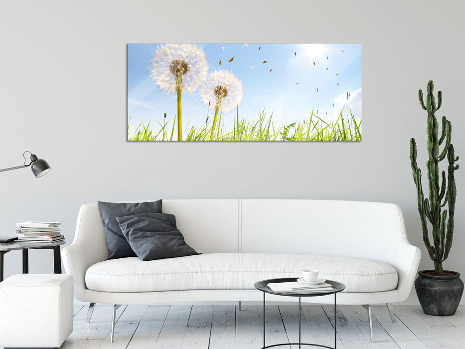 Pusteblumen auf Frühlingswiese, Glasbild Panorama