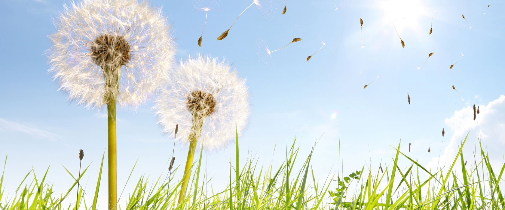 Pusteblumen auf Frühlingswiese, Glasbild Panorama