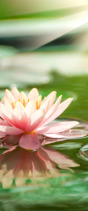 Seerose Wasseroberfläche, Glasbild Panorama