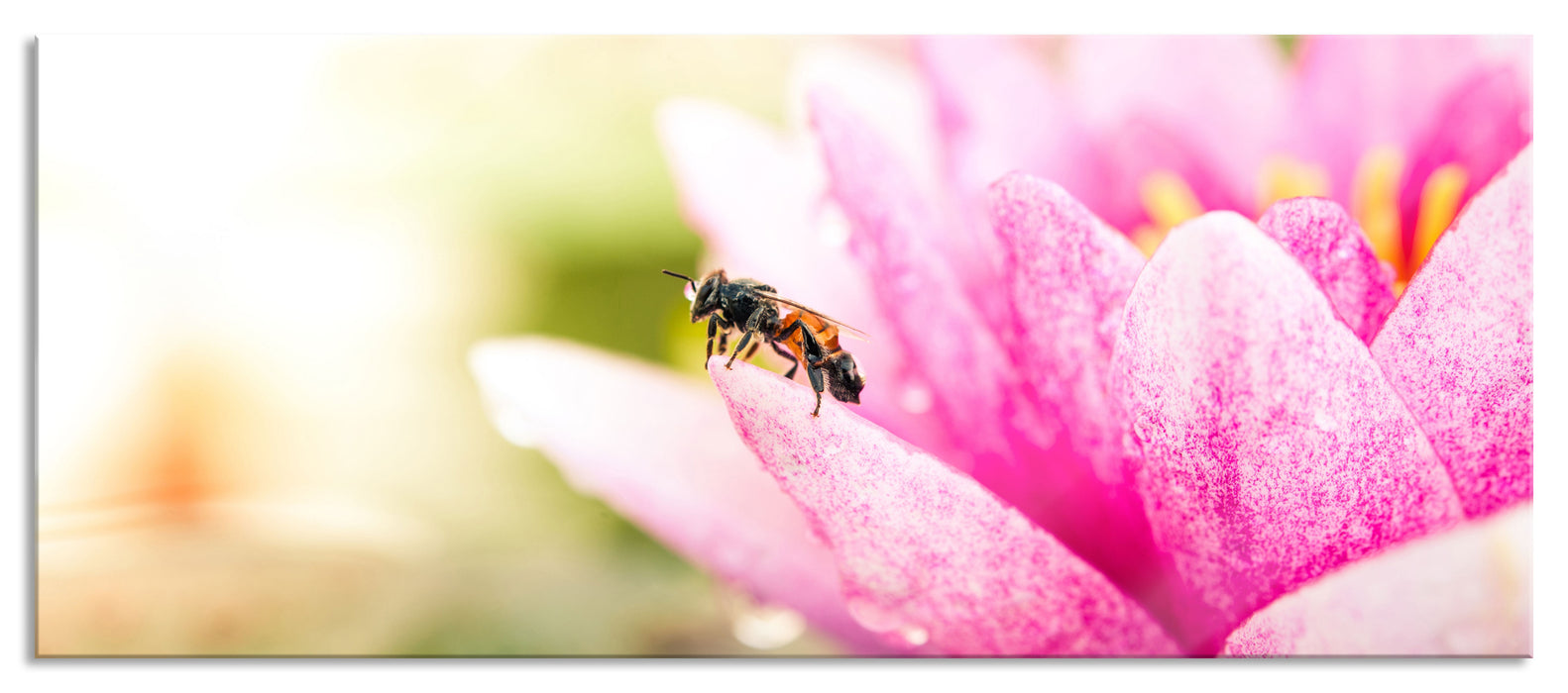 Pixxprint Winziges Biene auf Seerosenblüte, Glasbild Panorama