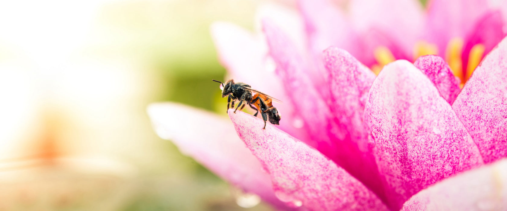 Winziges Biene auf Seerosenblüte, Glasbild Panorama